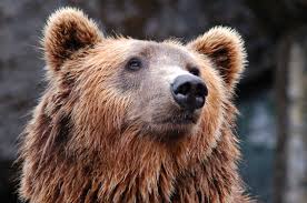 Mucho the Bear (A Warden Journals entry)