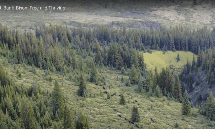Banff Bison Update