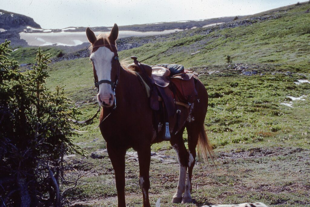 Monte the horse