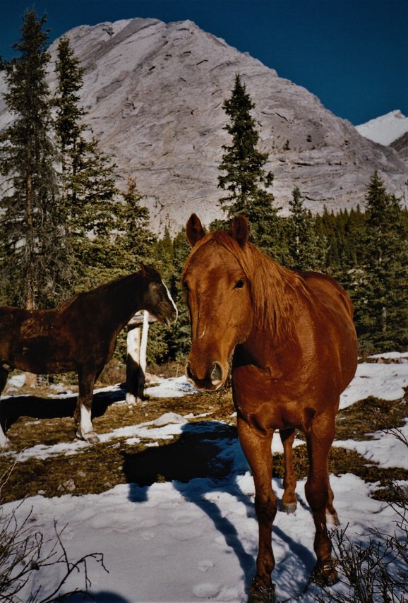 Jappy the catch colt wonder horse