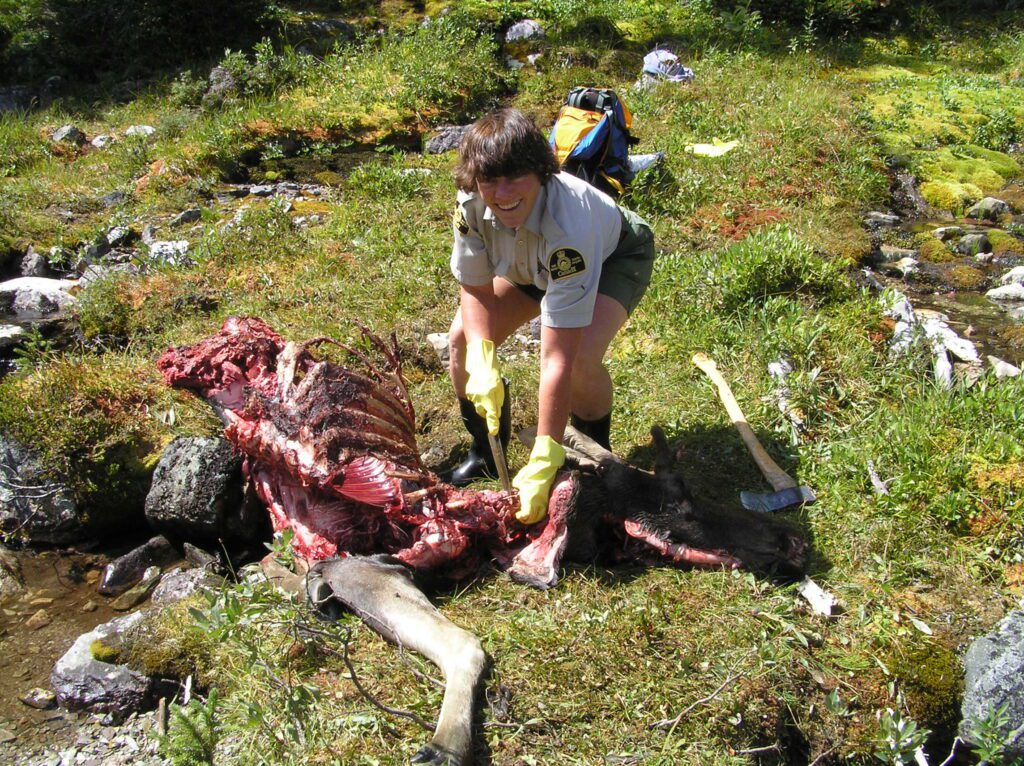 Julie Timmins carving up a moose carcas at Egypt Lake