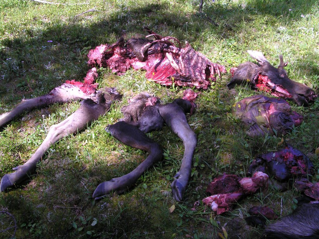 Perfectly re-aligned moose carcass Egypt Lake area
