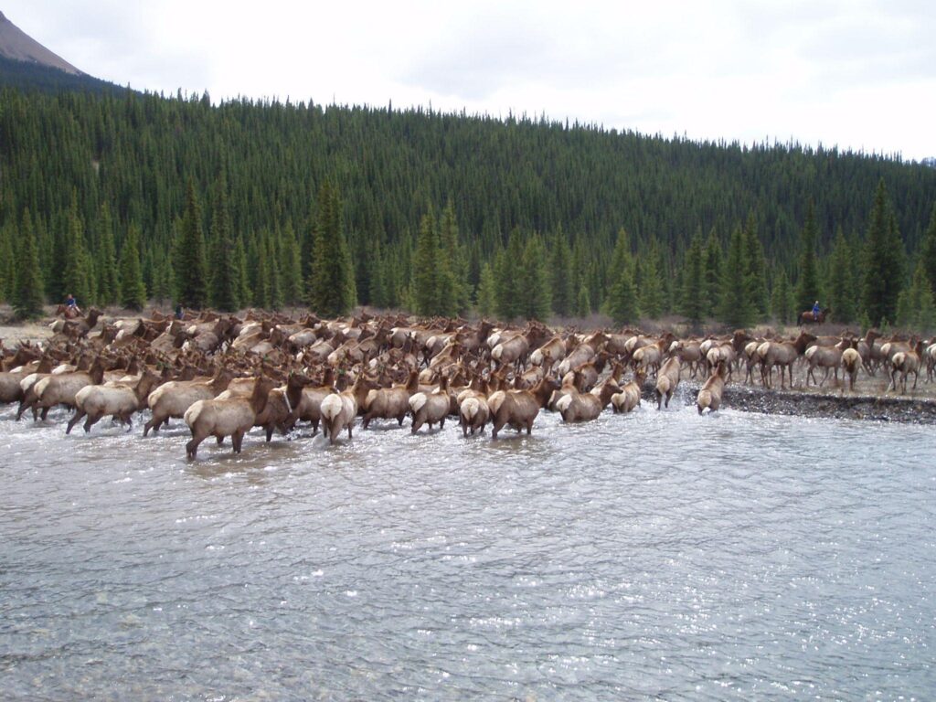 elk herd